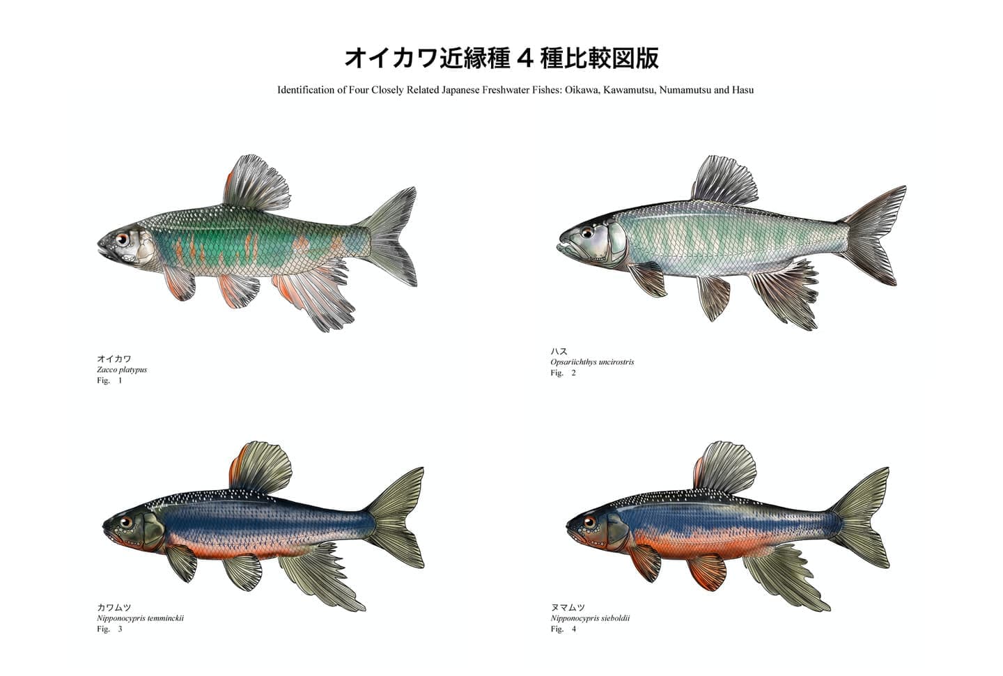 オイカワ、ハス、カワムツ、ヌマムツの4種を同一スケールで比較した魚類図版。体型、頭部形状、体側模様、婚姻色の違いを示し、近縁なコイ科魚類の識別と分類学的関係を整理した比較図。
