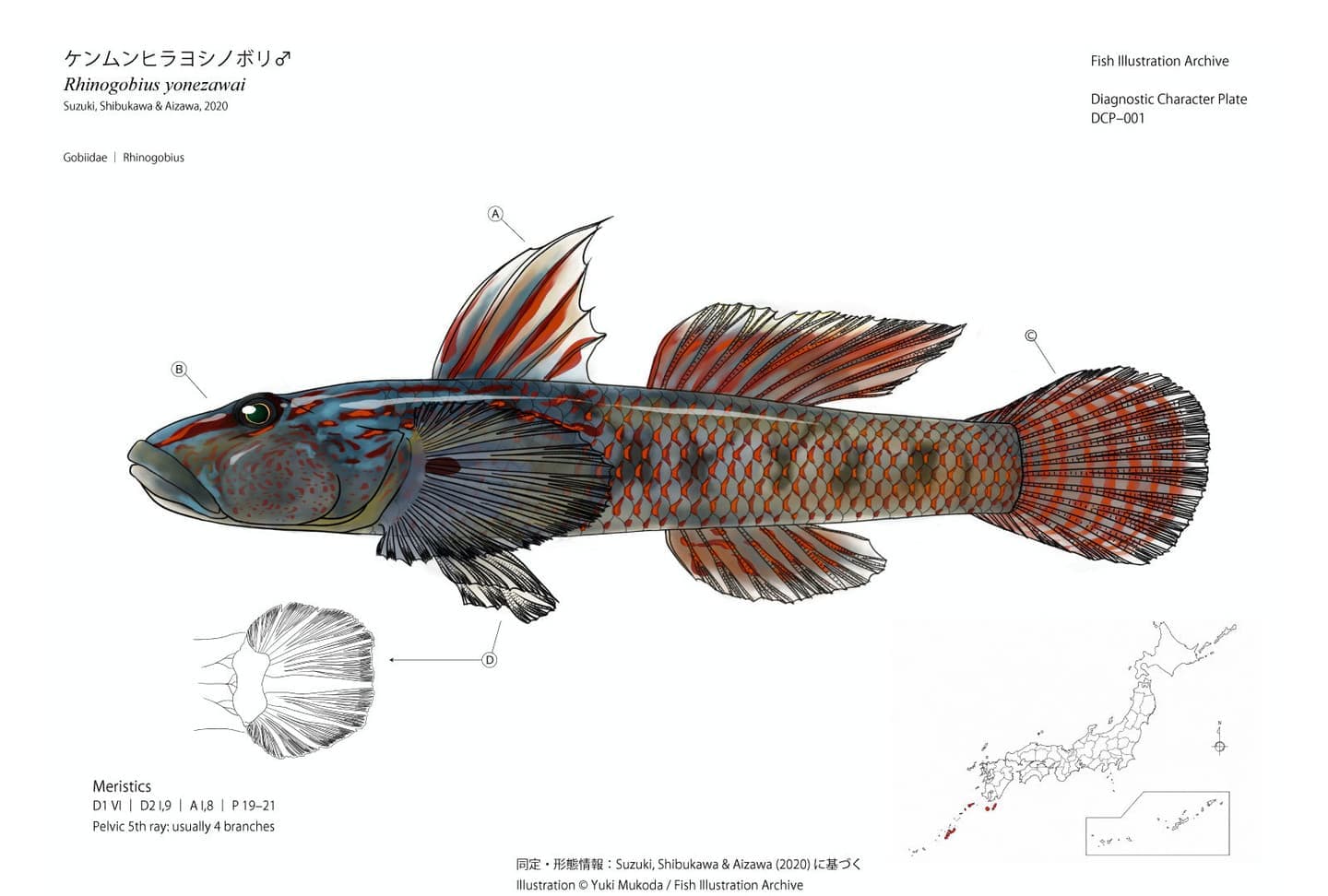 Diagnostic Character Plate（診断形質図版）として制作したケンムンヒラヨシノボリ（Rhinogobius yonezawai）雄の魚類図版。全身の側面図に第一背鰭、頭部、尾鰭、腹鰭の診断形質をA〜Dで示し、腹鰭の拡大図、計数形質（Meristics）、日本国内の確認分布図を併記した分類学的魚類イラスト。