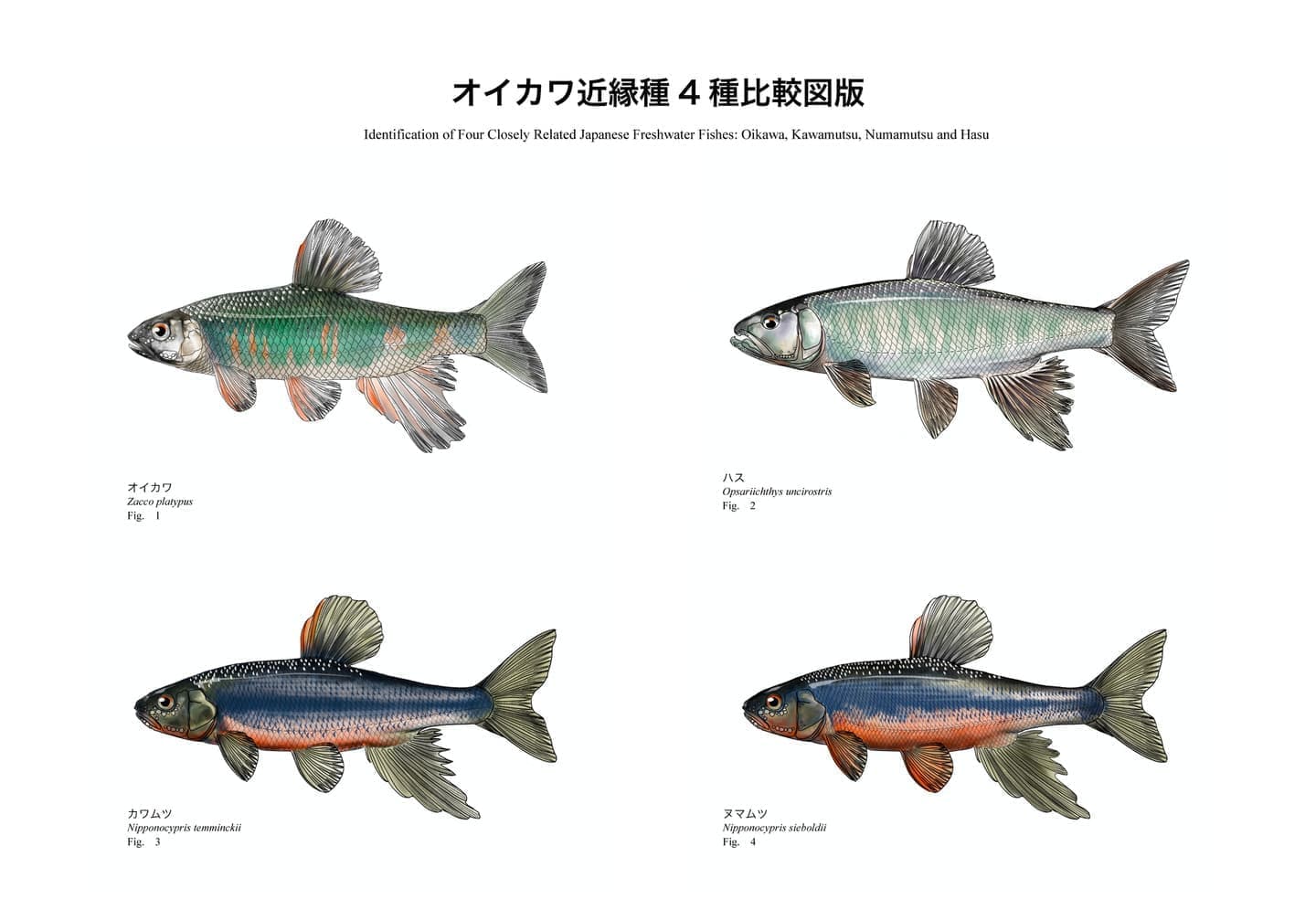 日本沿岸で見られるメバル類は外見が似ている一方で、体高や体色、眼径などに明確な差異があります。本図版では代表的な5種を同一スケールで配置し、識別に必要な形態的特徴を視覚的に整理しています。