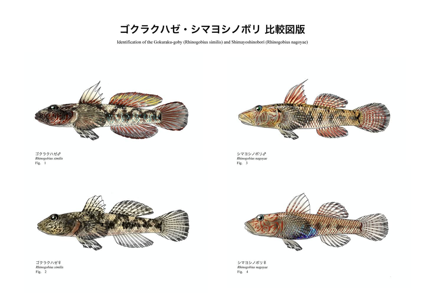 ゴクラクハゼとシマヨシノボリの比較魚類図版。両種の全身形態を同一スケールで配置し、体形、頭部形状、胸鰭、尾鰭模様などの識別形質と分布の違いを比較・解説した図版。