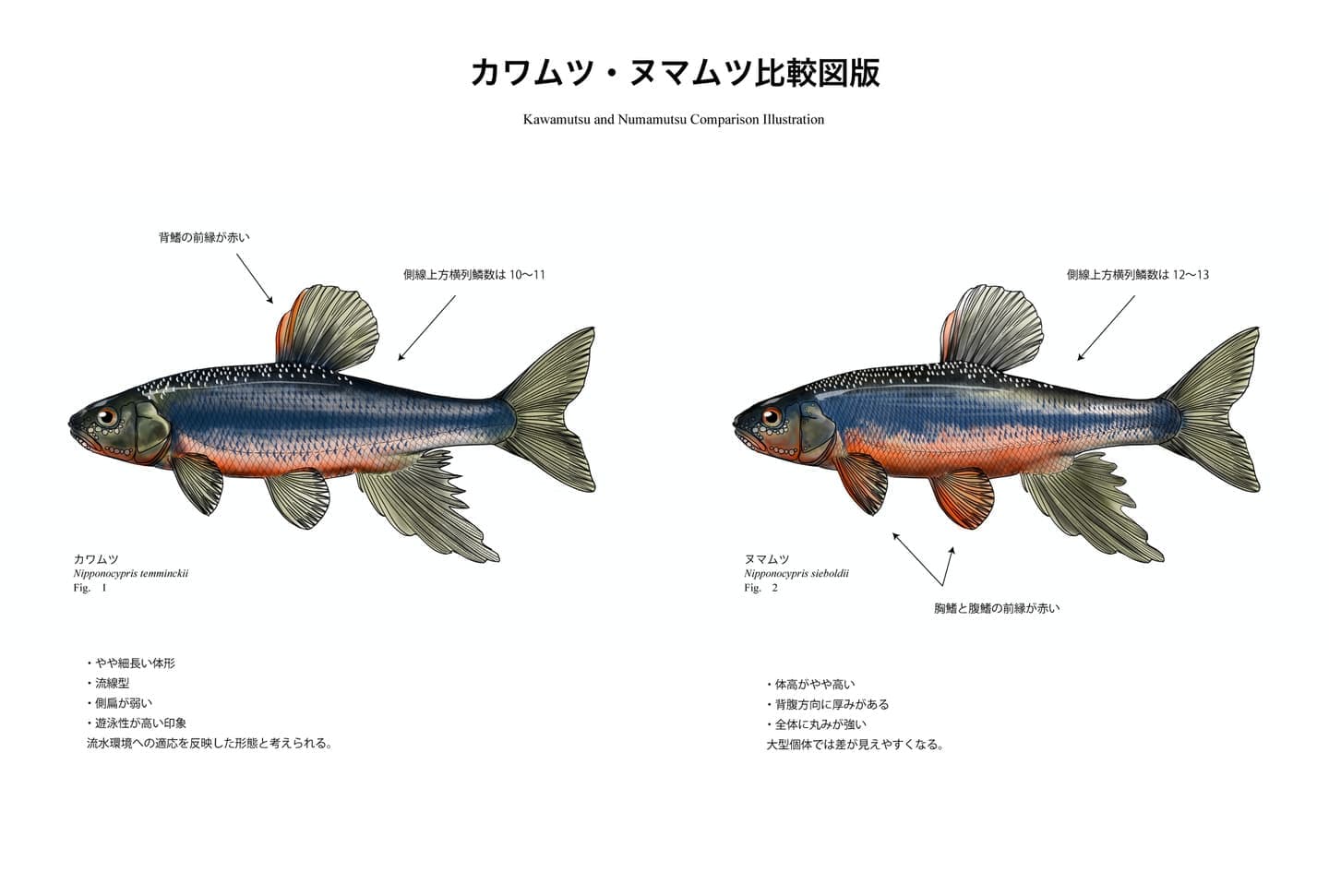 カワムツとヌマムツの比較魚類図版。旧カワムツA・カワムツBから現在分類への変遷、体形差、頭部比較、生態差を整理した識別用図版。