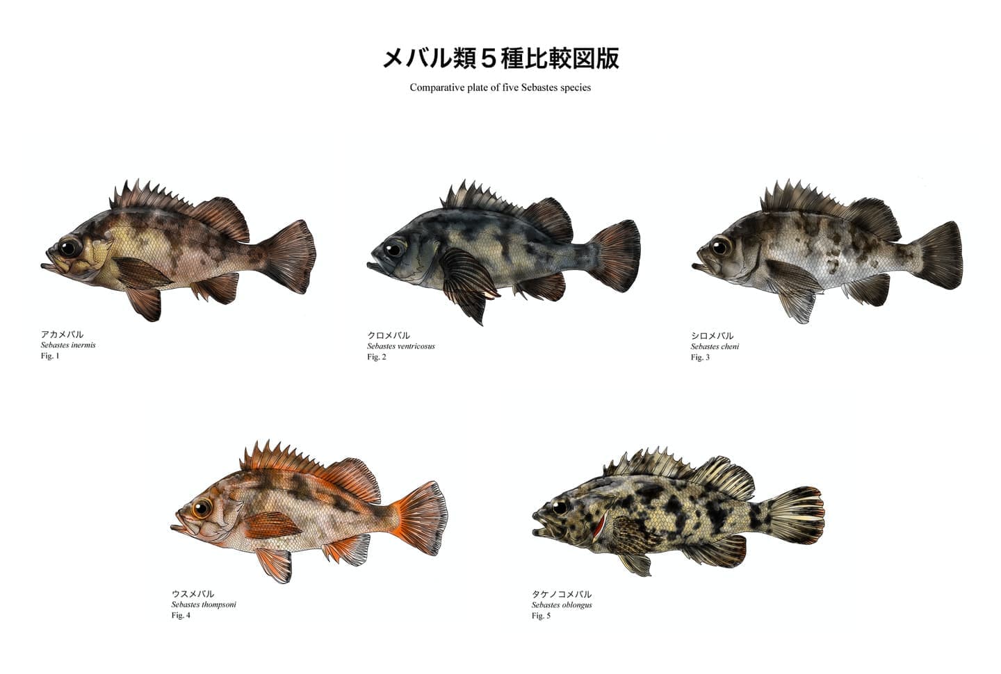 メバル類5種の比較図版。アカメバル、クロメバル、シロメバル、ウスメバル、タケノコメバルの側面形態を同一スケールで比較した魚類イラスト。