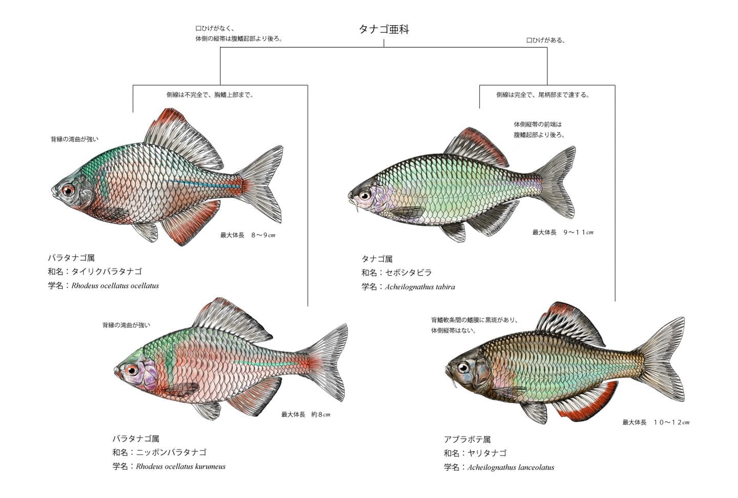 タナゴ属4種の比較図。ヤリタナゴ、セボシタビラ、ニッポンバラタナゴ、タイリクバラタナゴの側面形態を同一スケールで示し、識別に必要な形態差異を整理した図版。
