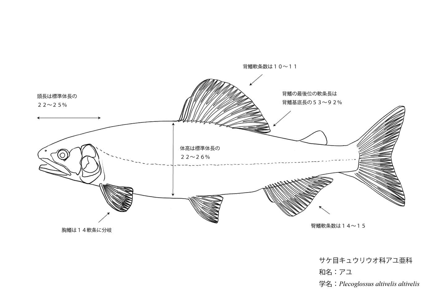 カワムツとヌマムツの比較魚類図版。旧カワムツA・カワムツBから現在分類への変遷、体形差、頭部比較、生態差を整理した識別用図版。