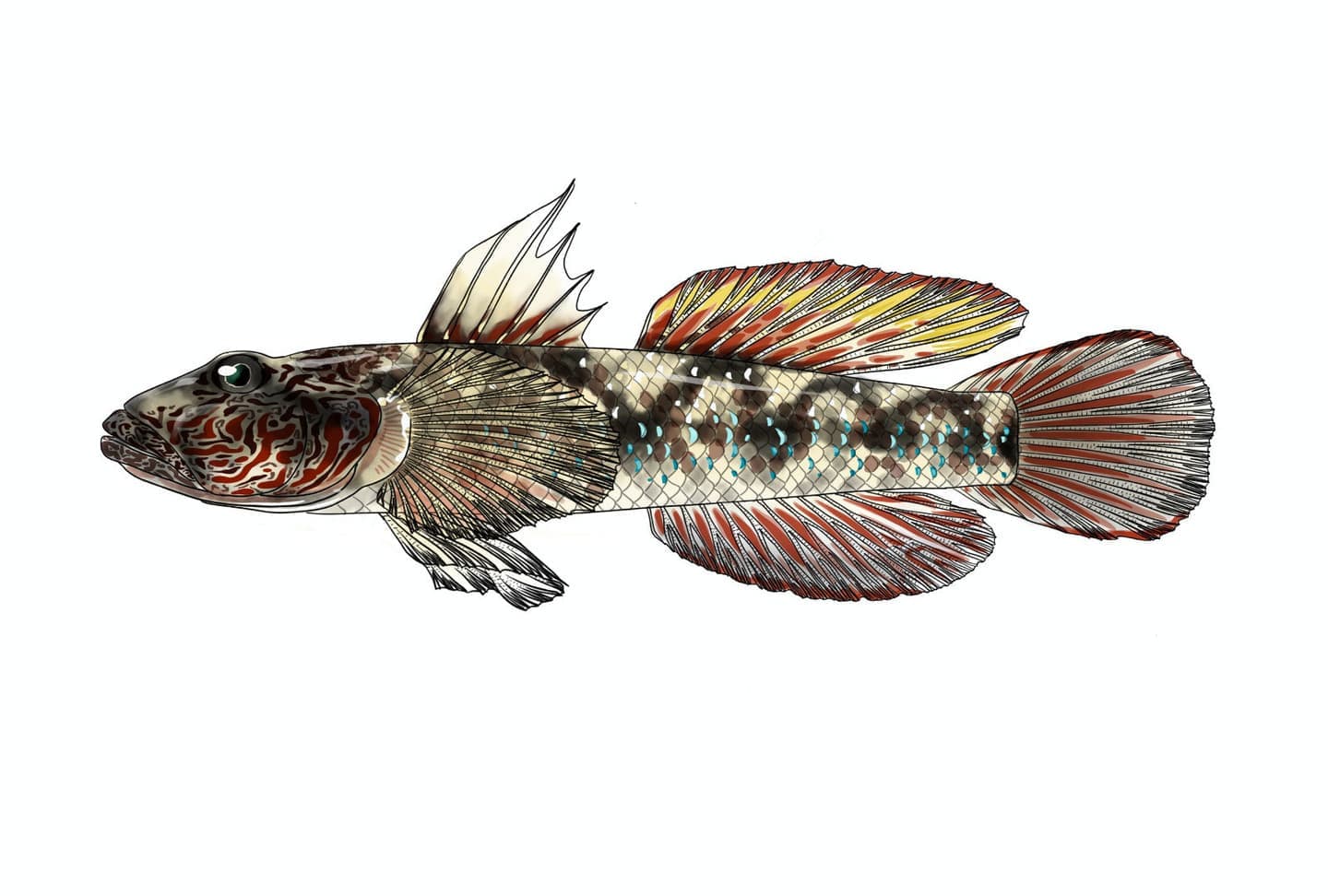 ゴクラクハゼ（Rhinogobius giurinus）雄の魚類図版。婚姻色を呈した個体を左向きの側面図で描き、赤橙色の背鰭・臀鰭・尾鰭、頭部の迷路状模様、体側の暗色斑と青色の小斑、各鰭の形状や鱗列を正確に表現した単体魚類図版。