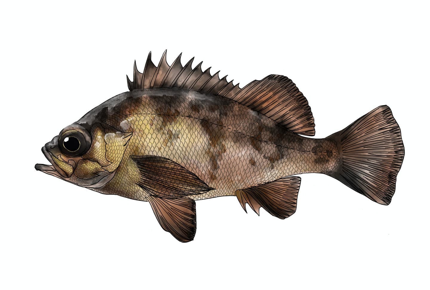アカメバルの魚類図版。赤みのある体色と大きな眼が特徴の側面形態図。