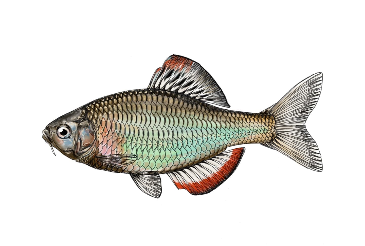 ヤリタナゴ（Tanakia lanceolata）雄の魚類図版。婚姻色を呈した個体を左向きの側面図で描き、虹色に輝く体側、赤色と白色、黒色模様が入る背鰭・臀鰭、体高のある体形、口ひげなどの形態的特徴を正確に表現した単体魚類図版。