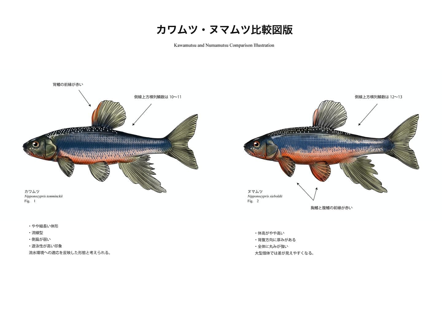ワムツとヌマムツの違いを比較した魚類図版。旧カワムツA・カワムツBの分類変遷、体形差、頭部形状、生息環境の特徴を視覚的に整理した識別用比較図版。