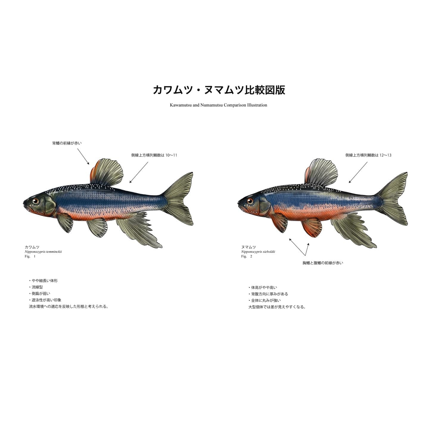 カワムツとヌマムツの比較図版。左にカワムツ、右にヌマムツを配置し、背鰭・腹鰭の赤色部位、体高差、体形の違い、側線上方横列鱗数（カワムツ10〜11、ヌマムツ12〜13）など識別形質を注記した魚類図版。