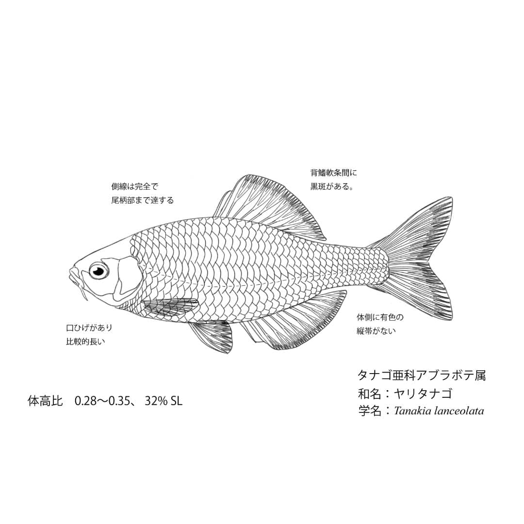 ケンムンヒラヨシノボリとヤイマヒラヨシノボリの雌雄を、体形・鰭・頭部と体側の色彩や斑紋の違いが比較できるよう並べた魚類比較図版