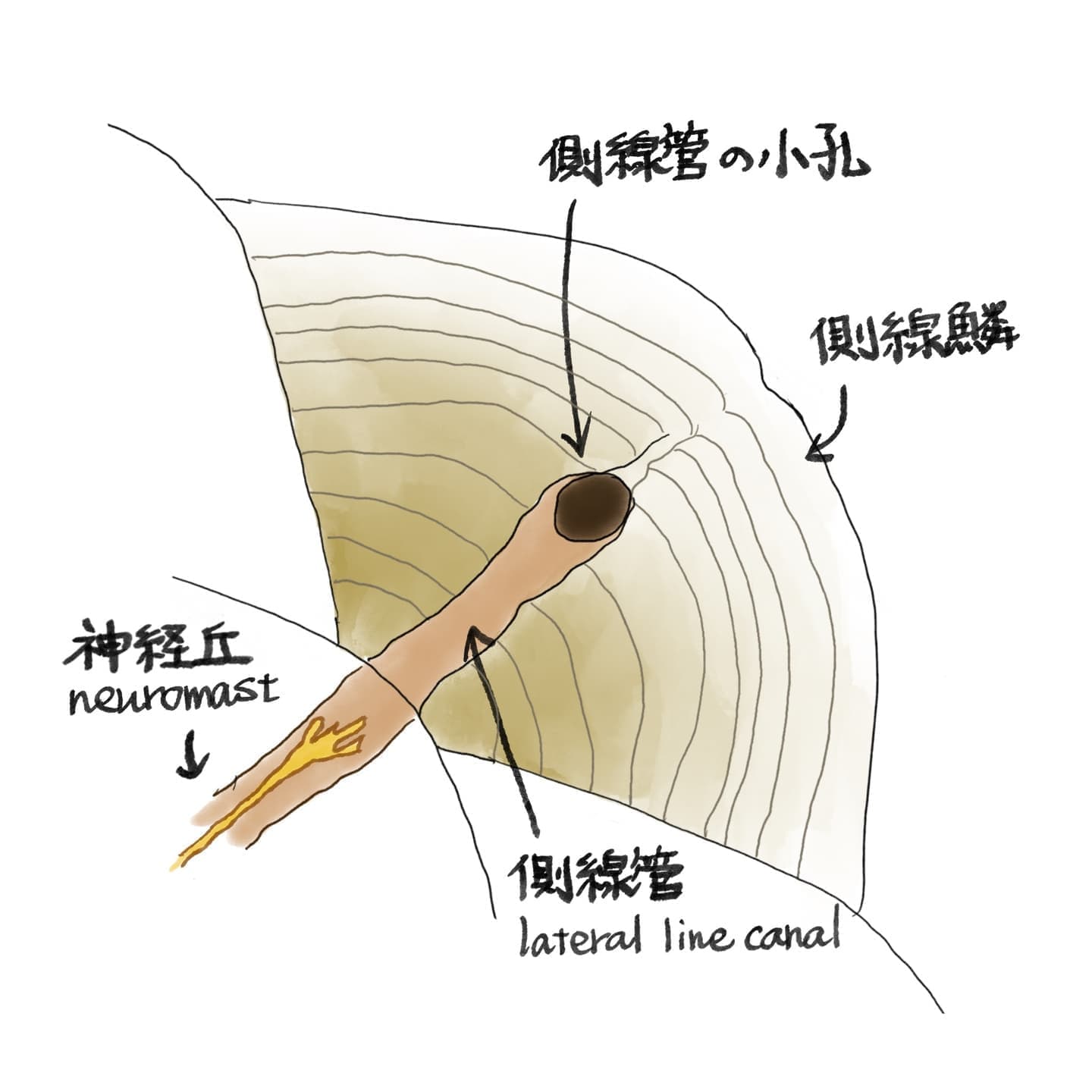 魚の側線とは何かを、概要・機能・構造から説明するイラスト
