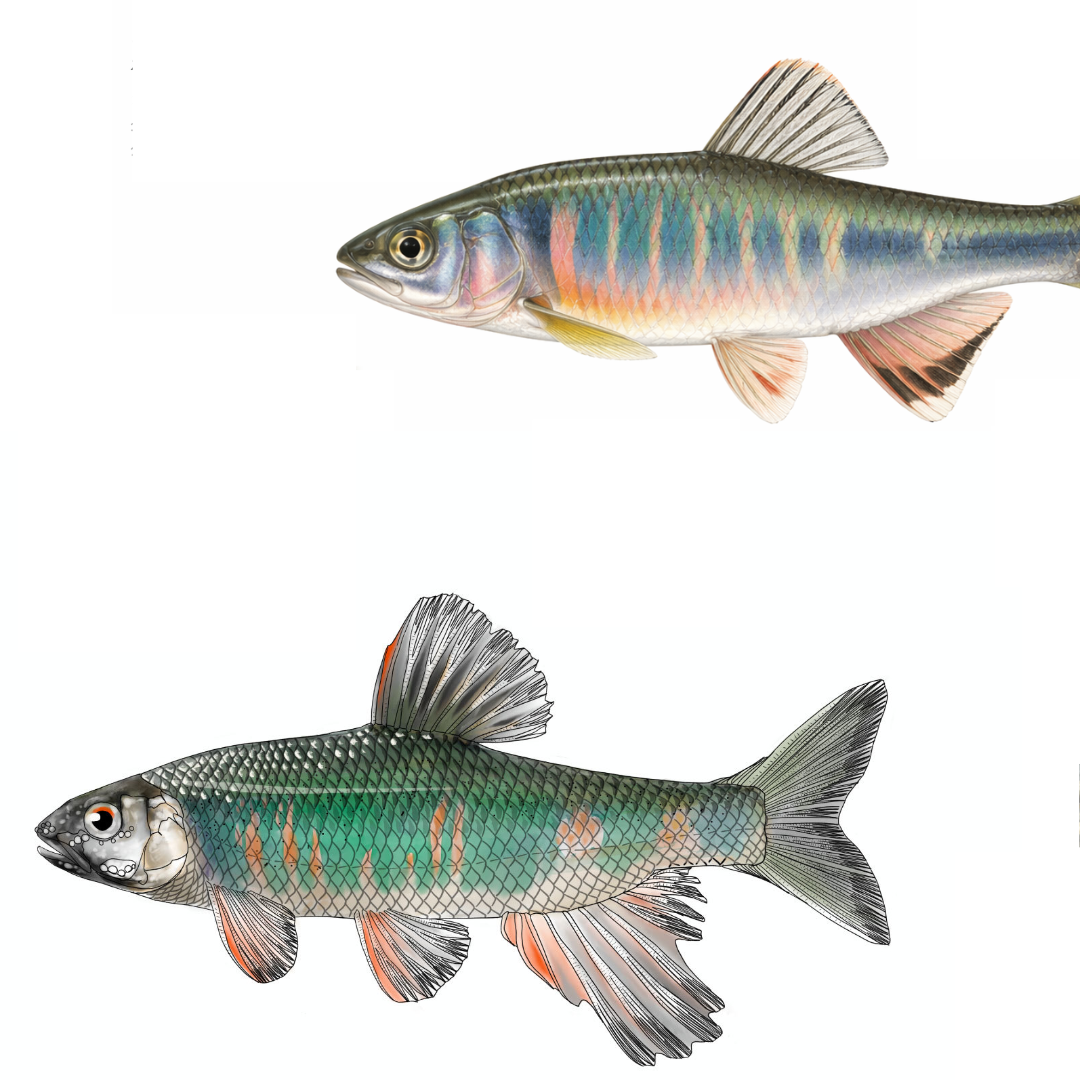 オイカワの魚類図版とAIで生成したオイカワの画像