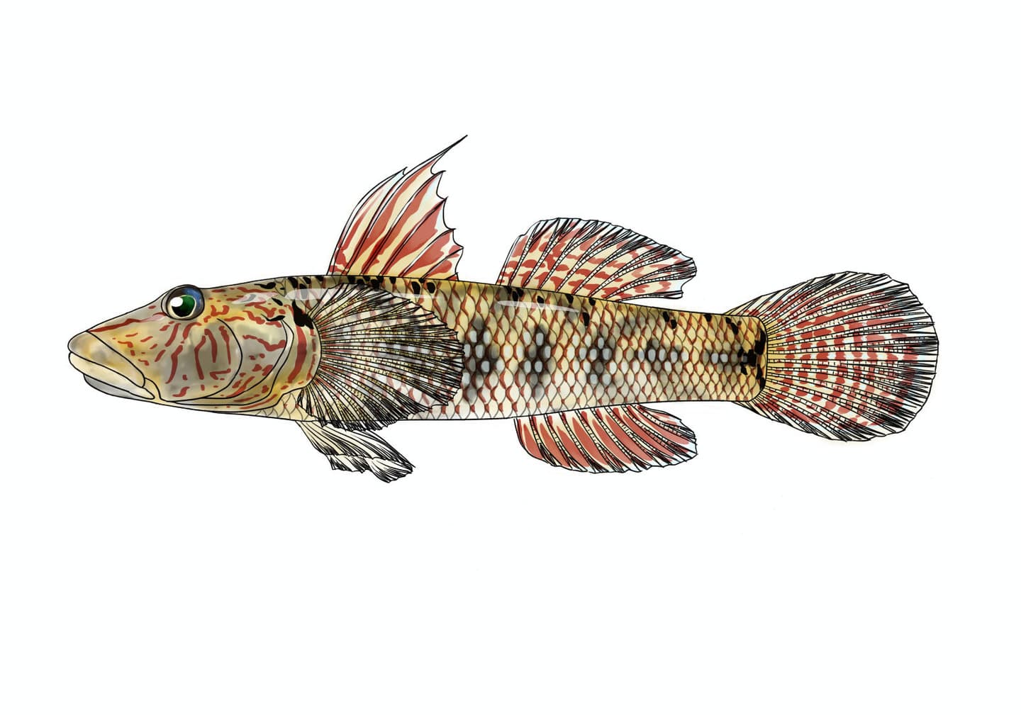 シマヨシノボリ（Rhinogobius nagoyae）♂の単体魚類図版。頬の赤色の波状斑紋、体側横斑、背鰭・尾鰭など、比較・識別に重要な外部形態を側面から示す。