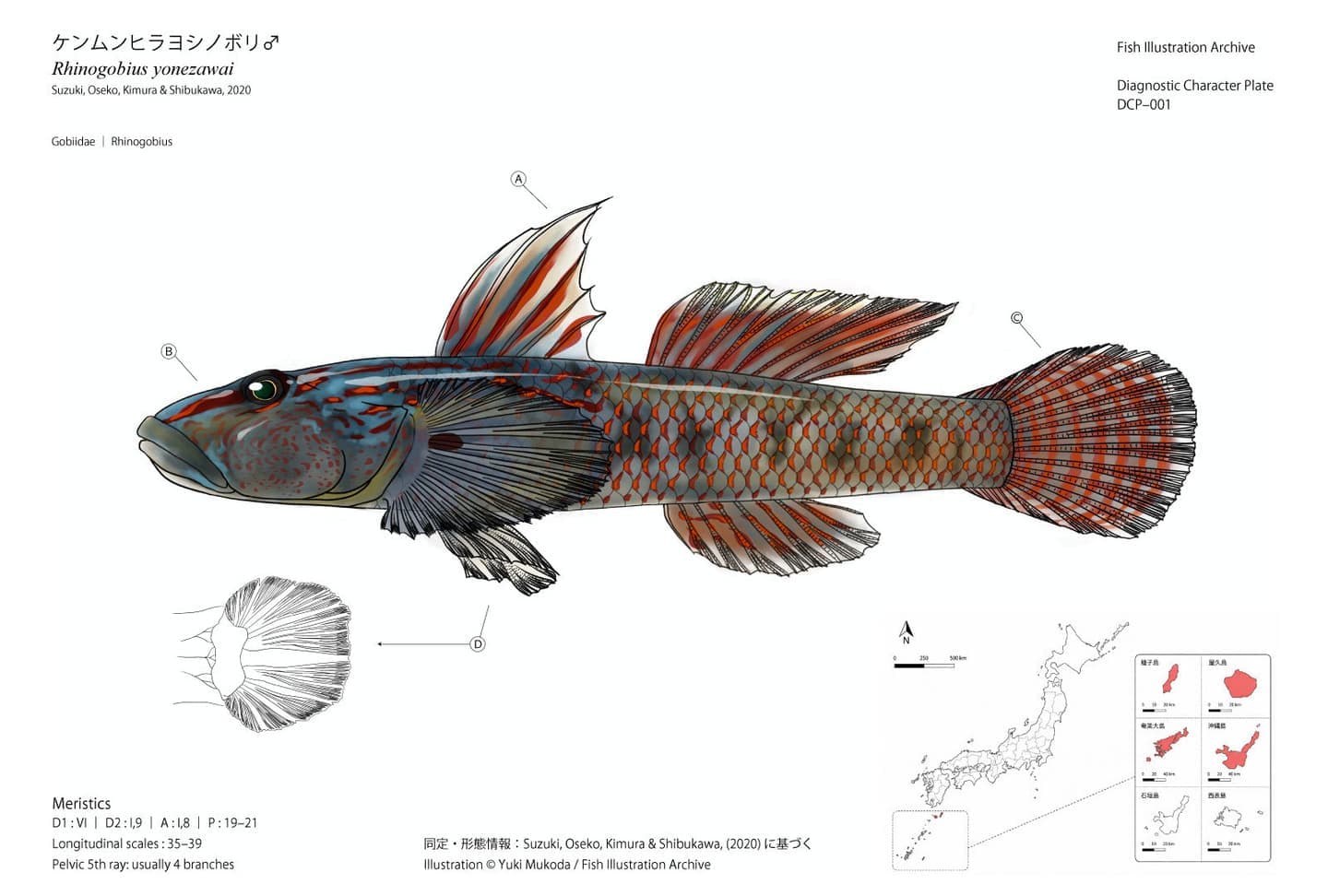 ケンムンヒラヨシノボリ雄の識別形質・計数形質・分布情報を整理した魚類図版