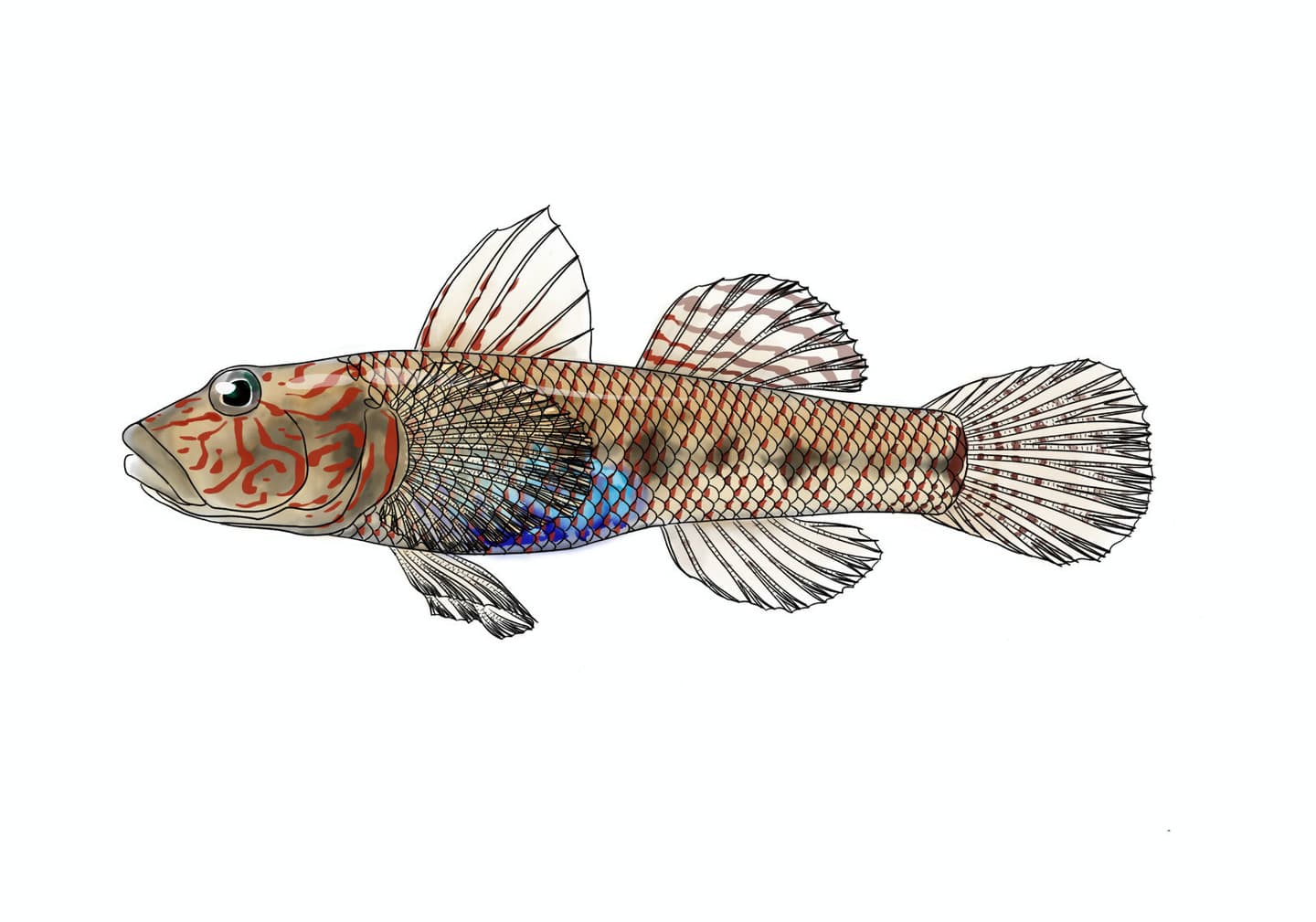 シマヨシノボリ（Rhinogobius nagoyae）♀の単体魚類図版。頬の赤色の波状斑紋、体側横斑、伸長しない第一背鰭、尾柄部の黒色斑、青い腹部など、雄との比較に重要な外部形態を側面から示す。