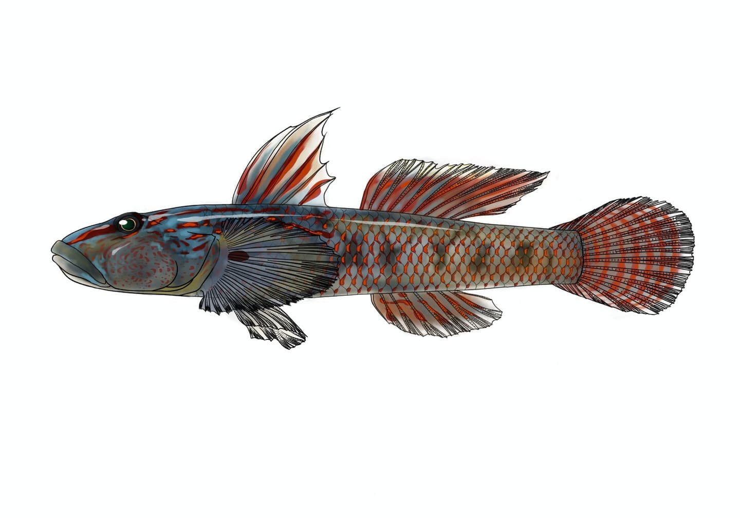 ケンムンヒラヨシノボリ（Rhinogobius yonezawai）♂の単体魚類図版。高く発達した第一背鰭、胸鰭基底の黒色斑、頭部から背面の赤色線、尾鰭の赤色垂線など、比較・識別に重要な外部形態を側面から示す。
