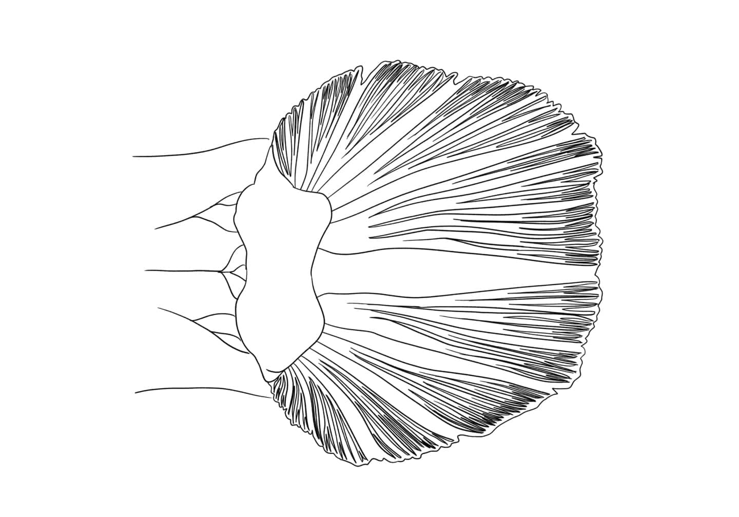 ケンムンヒラヨシノボリの腹鰭を腹面から示した形態図。左右の腹鰭が癒合して吸盤状となる構造と、腹鰭第5軟条の分枝を示す。