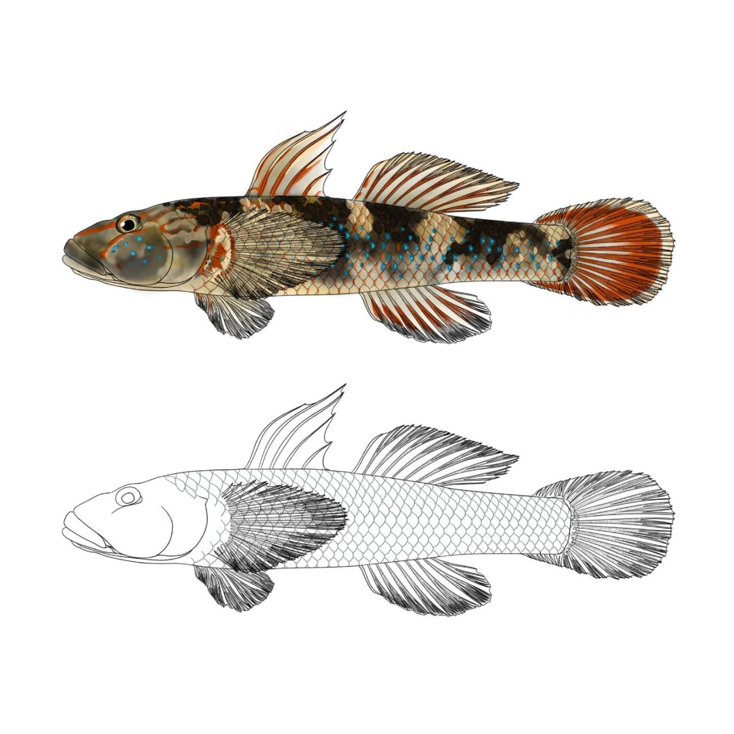 Full-color and black-and-white line scientific illustrations of male Rhinogobius mizunoi in lateral view, showing body shape, scales, fins, fin rays, and external morphological details.