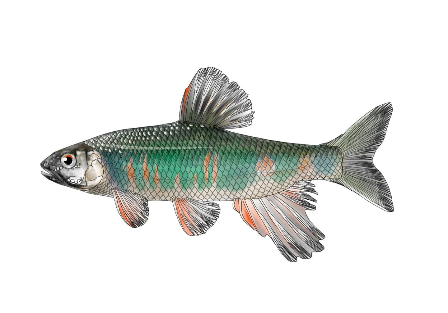 Full-color scientific illustration of Opsariichthys platypus in lateral view, showing external morphology, body proportions, scales, fins, and coloration.