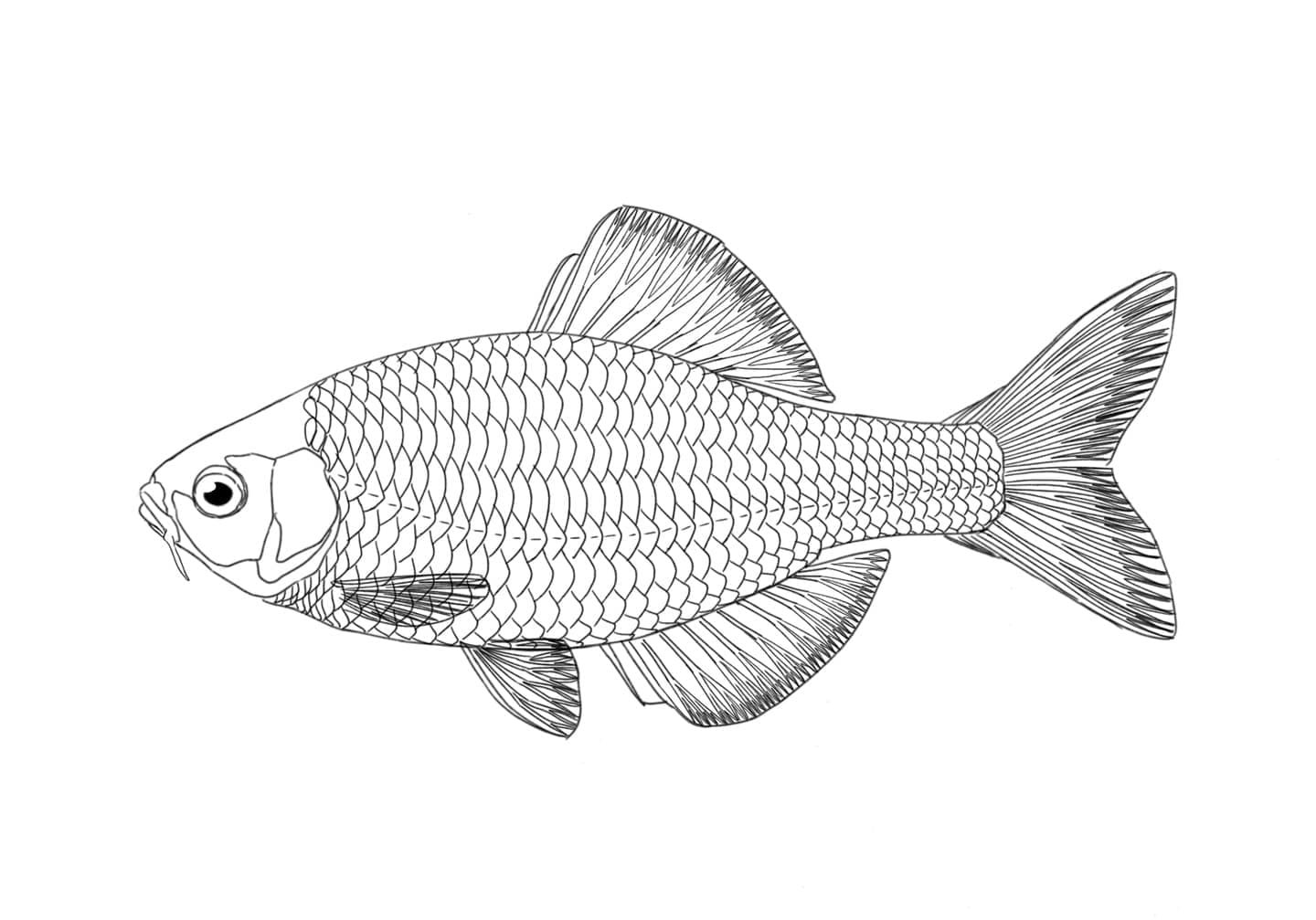 Black-and-white line illustration of Tanakia lanceolata in lateral view, showing body shape, scales, fins, fin rays, and external morphological details.