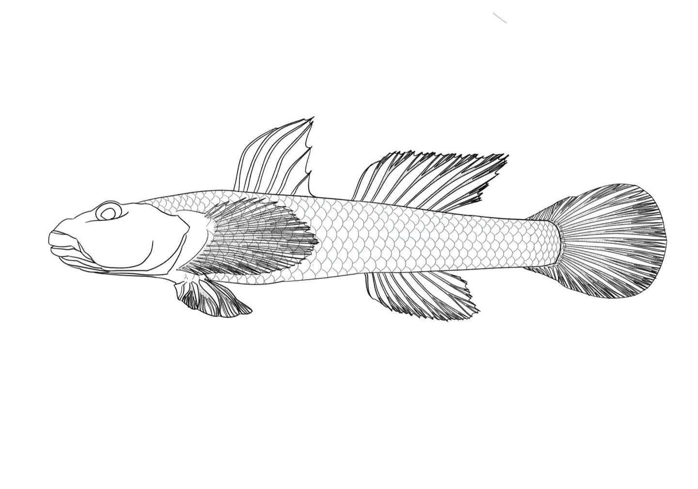 Black-and-white scientific line illustration of male Rhinogobius yaima in lateral view, showing body proportions, scales, fins, fin rays, and external morphology without coloration.