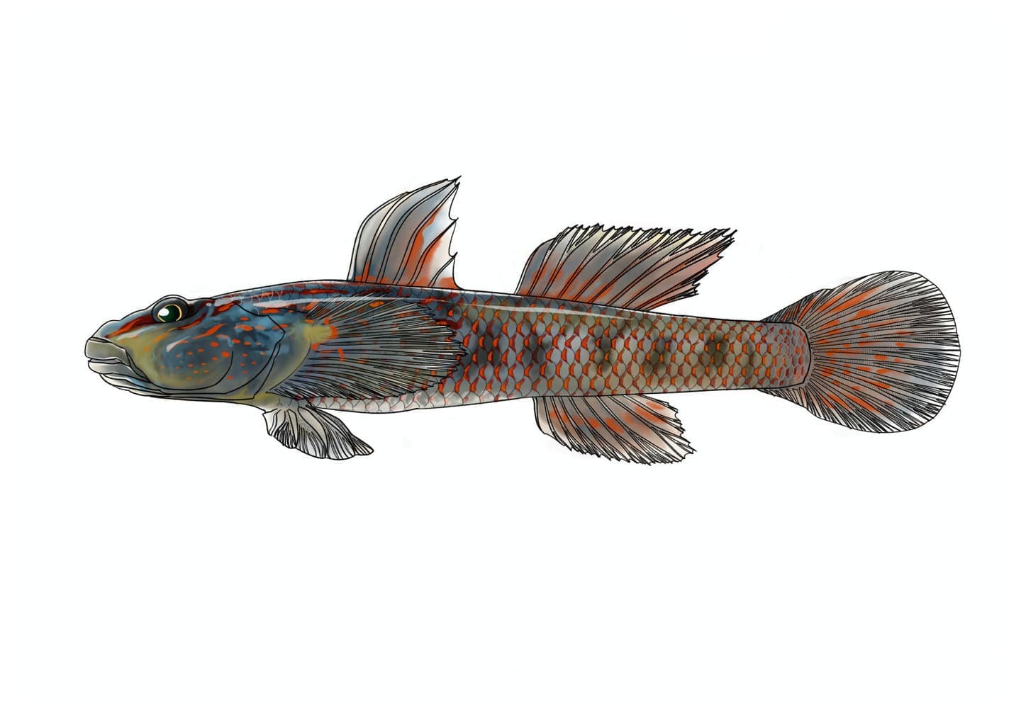 Full-color single species illustration of male Rhinogobius yaima in lateral view, showing body proportions, scales, fins, fin rays, coloration, and external morphology as the base illustration for other scientific formats.