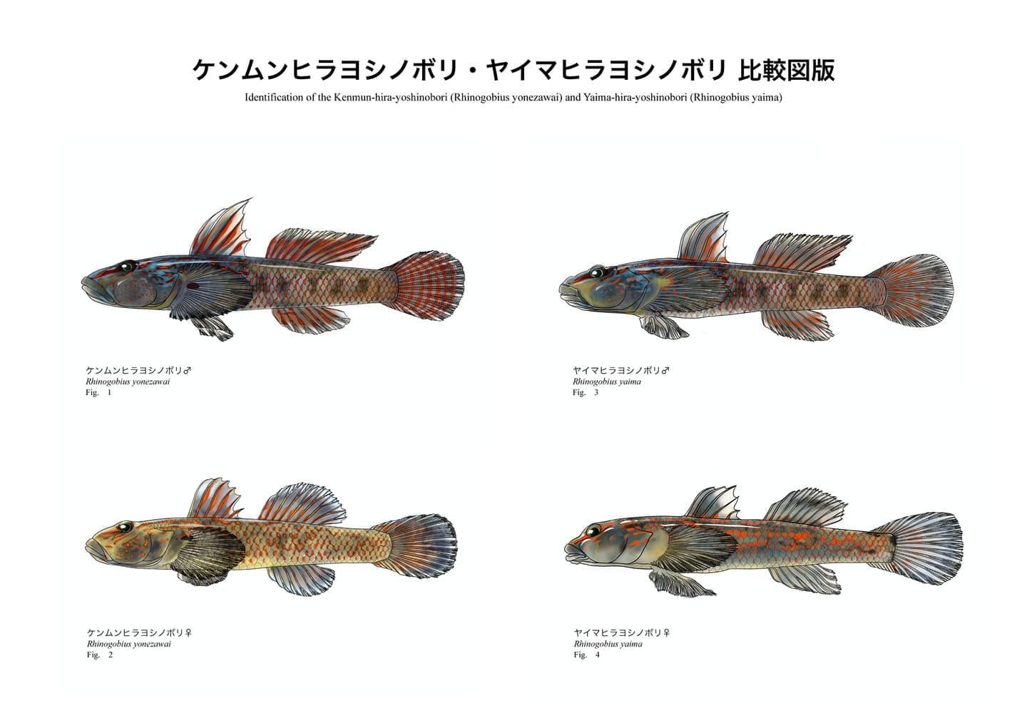 Comparative scientific illustration showing male and female Rhinogobius yonezawai and Rhinogobius yaima in lateral view, arranged for comparison of body shape, fins, coloration, and external morphology between the two species and sexes.