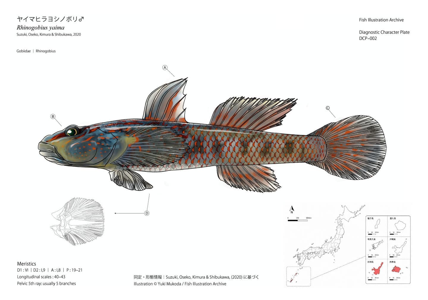 Diagnostic Character Plate of male Rhinogobius yaima, combining a lateral-view scientific illustration with labeled external characters, pelvic-fin morphology, meristic information, and maps showing its distribution in Japan.