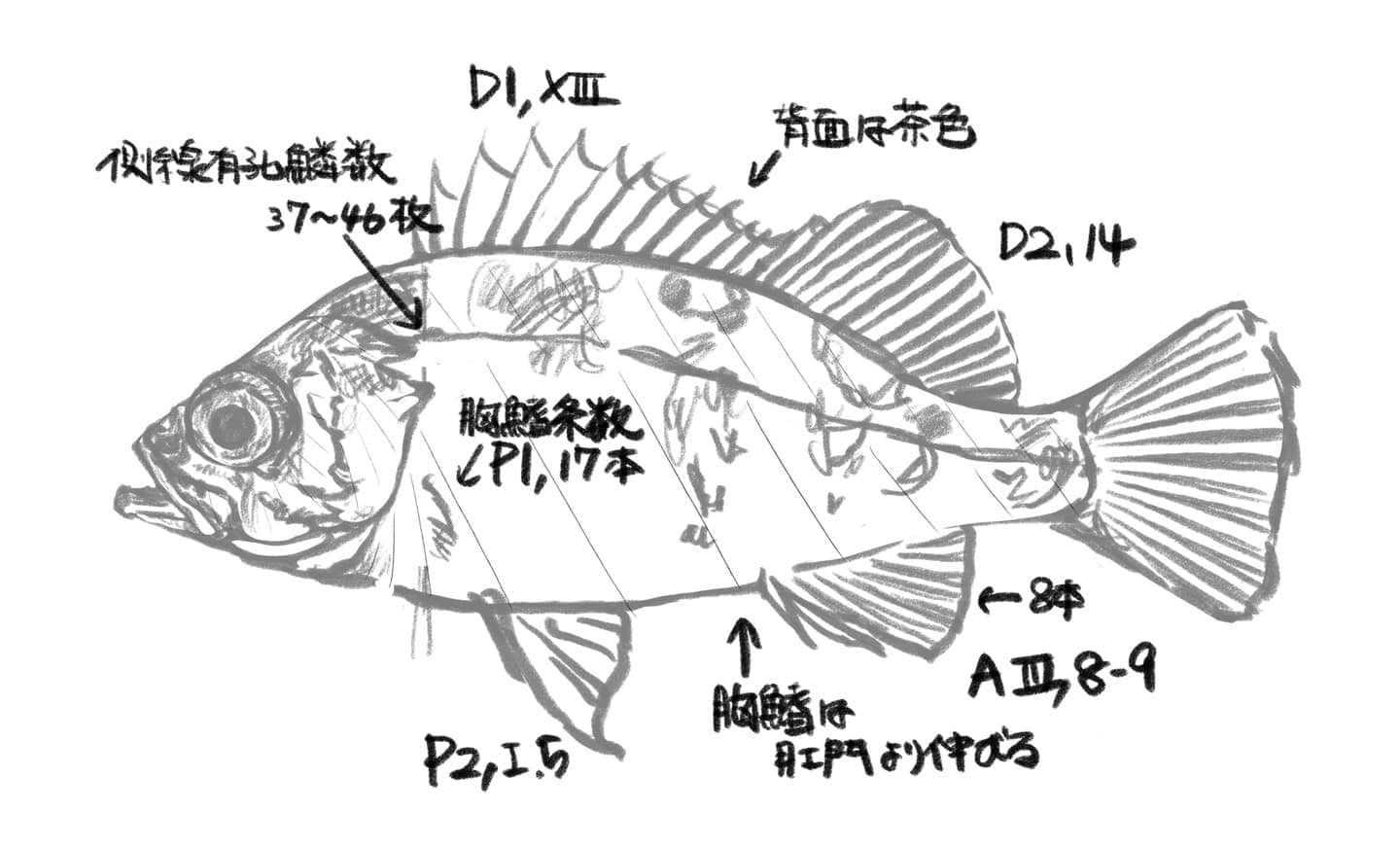 Annotated preliminary sketch of Sebastes cheni, showing selected morphological information for illustration design, including dorsal, pectoral, pelvic, and anal fin-ray counts, lateral-line pored scales, body coloration, and fin position.