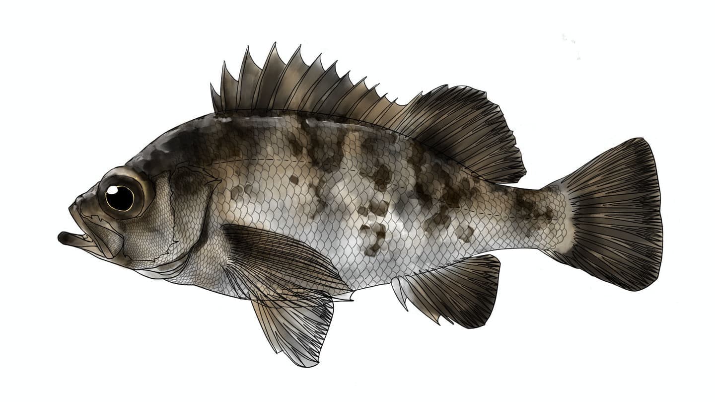 Scientific illustration of Sebastes cheni in lateral view, translating selected morphological information into a clear visual representation of body shape, scales, fins, fin rays, coloration, and markings.