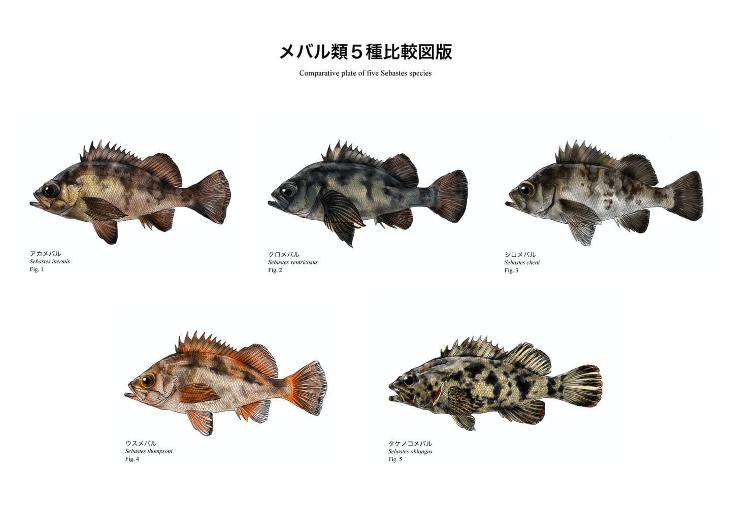 アカメバル、クロメバル、シロメバル、ウスメバル、タケノコメバルの側面図を同一条件で配置し、体形・体高・体色などの違いを比較した魚類図版。