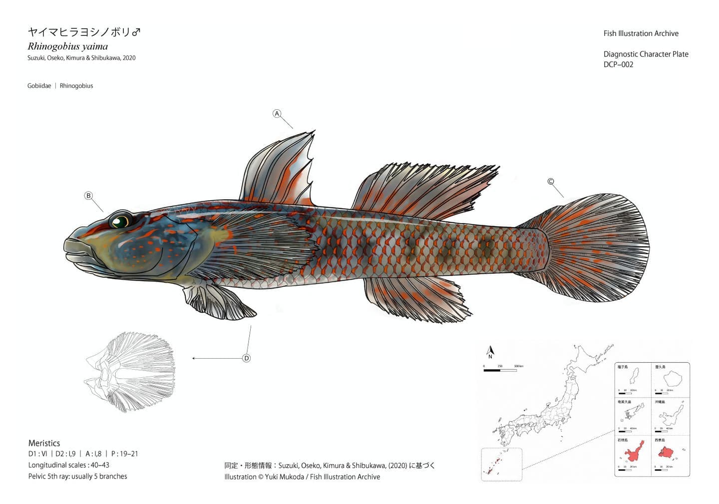ヤイマヒラヨシノボリ（Rhinogobius yaima）雄の全身図と診断形質、腹鰭形態、計数形質、石垣島・西表島の分布を一枚に整理した形質診断図版。