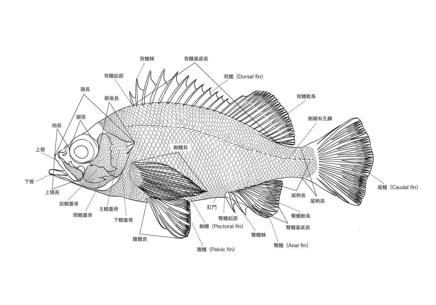 アカメバル（Sebastes inermis）の側面図に、各鰭、側線、頭部構造などの名称と位置を示した魚類外部形態図版。