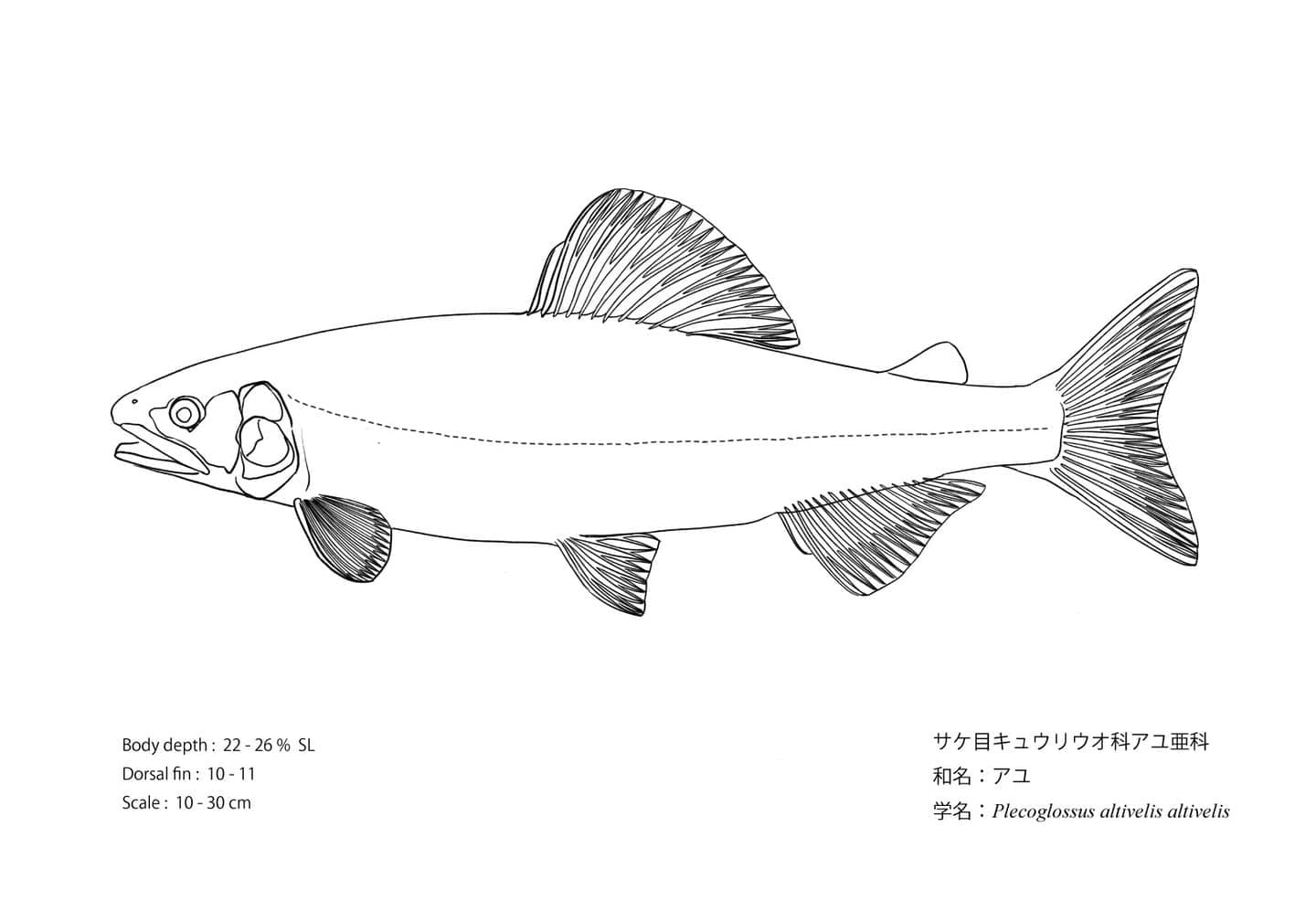 アユの側面線画に、頭長と体高の比率、各鰭の位置や鰭条数など、形態を理解するための情報を示した魚類形態図版。