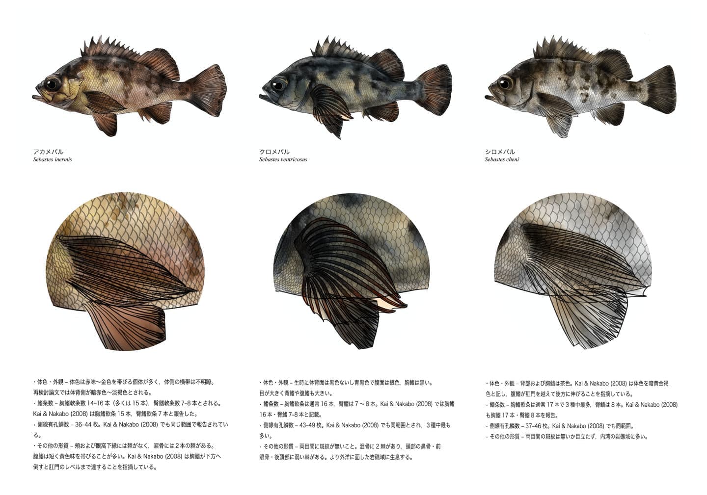 アカメバル、クロメバル、シロメバルを並べ、体色、胸鰭軟条数、鱗数など、3種の識別に必要な形態的特徴を整理した魚類識別図版。