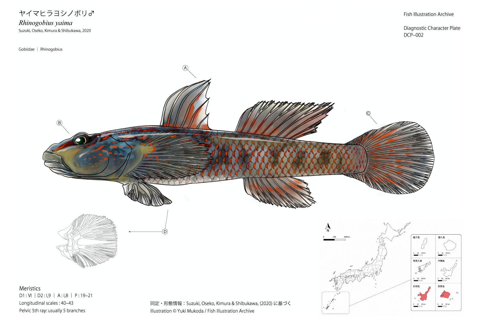 ヤイマヒラヨシノボリ雄（Rhinogobius yaima）の形質診断図版DCP-002。赤橙色の斑紋を持つ魚体の左向き側面図に、第一背鰭・頭部・尾鰭の指示線を付し、吸盤状腹鰭の線画、鰭条数・縦列鱗数などの計数形質、日本国内の分布図を併記している。