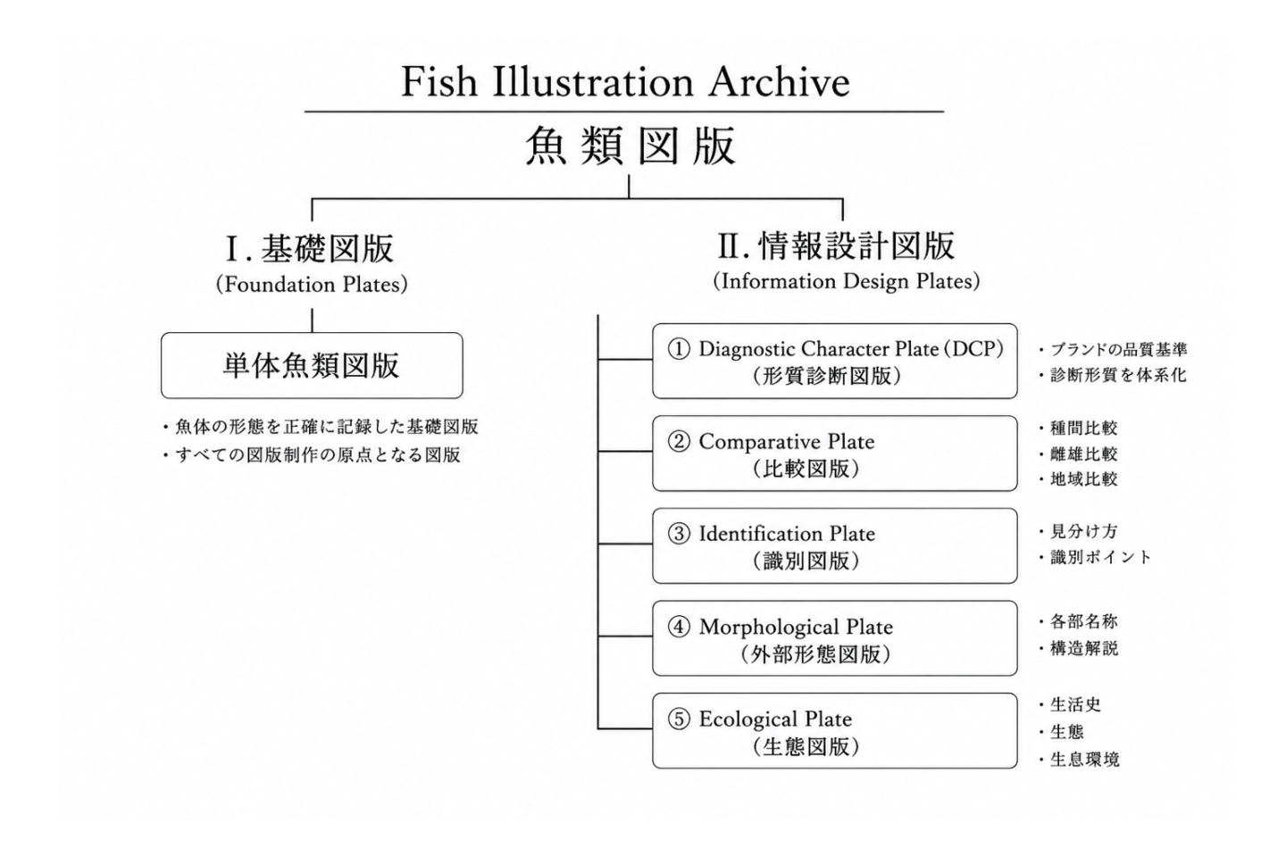単体魚類図版を基礎として、比較図版、識別図版、外部形態図版、形質診断図版へ展開するFish Illustration Archiveの魚類図版体系図。