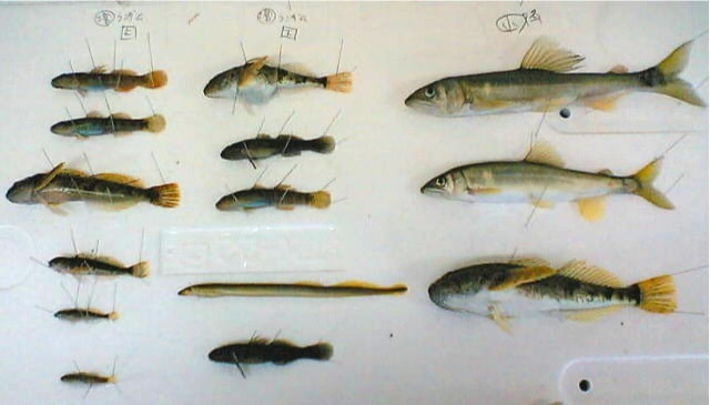 大きさや体形の異なる複数の魚体を白い台の上に配置し、魚体の向き、姿勢、各部の位置関係を比較している様子。