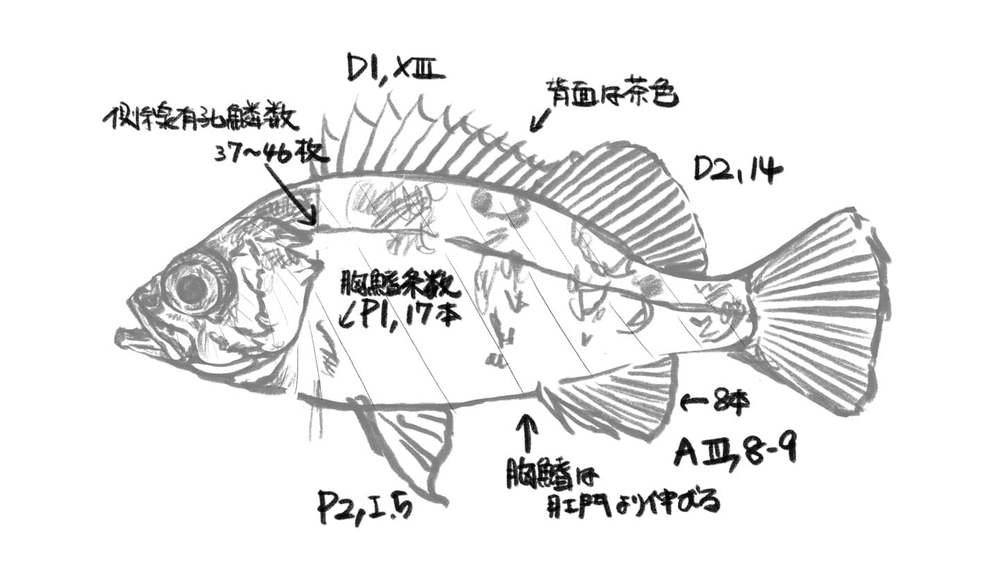 魚の側面図に、背鰭・胸鰭・腹鰭・臀鰭の条数、鱗数、色彩などの形態情報を書き込んだ魚類図版の設計ラフ。