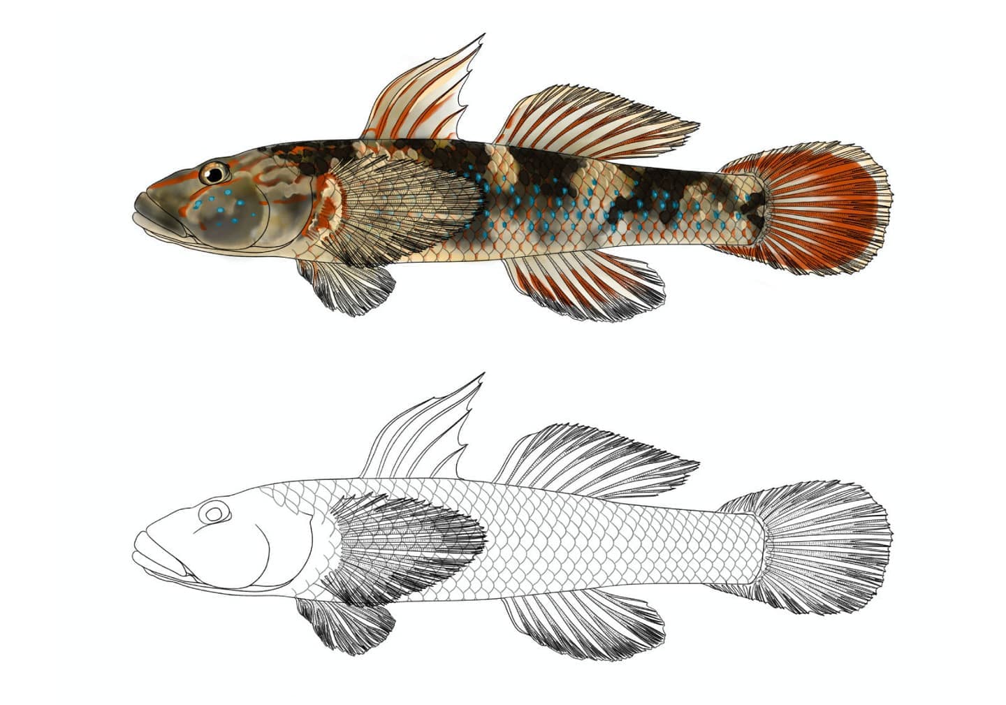 ルリヨシノボリ（Rhinogobius mizunoi）雄のカラー図版と線画図版を上下に配置した魚類図版。体形や鰭形態に加え、カラー図では頭部の青色斑点、体側の暗色斑、各鰭の橙色を含む色彩・斑紋を示している。