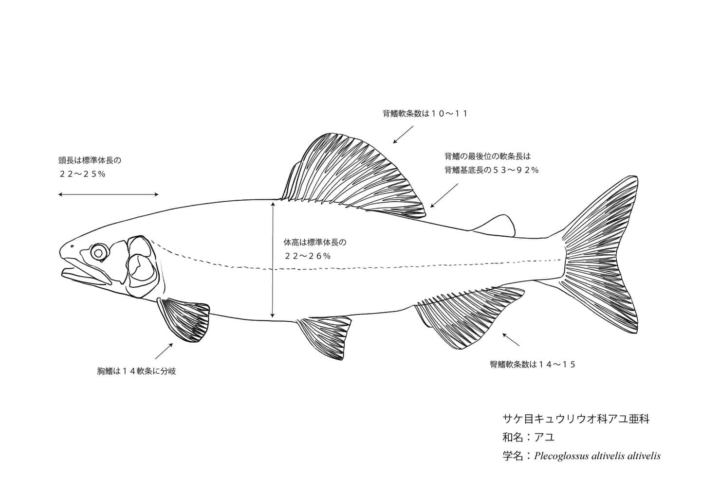 アユの側面線画に、頭長と体高の比率、各鰭の位置、鰭条数など、魚体の外部形態を理解するための情報を示した魚類形態図版。