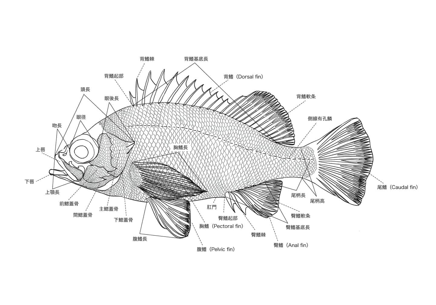 アカメバル（Sebastes inermis）の側面図に、各鰭、側線、鰓蓋、眼、吻など、魚体各部の名称と位置を示した外部形態図版。