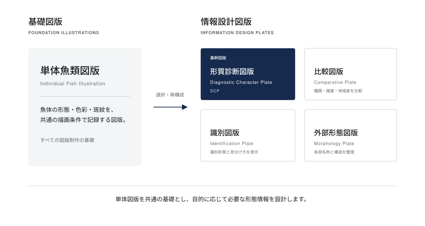 単体魚類図版を基礎として、必要な情報を選択・再構成し、形質診断図版（DCP）、比較図版、識別図版、外部形態図版へ展開するFish Illustration Archiveの図版体系を示した模式図。