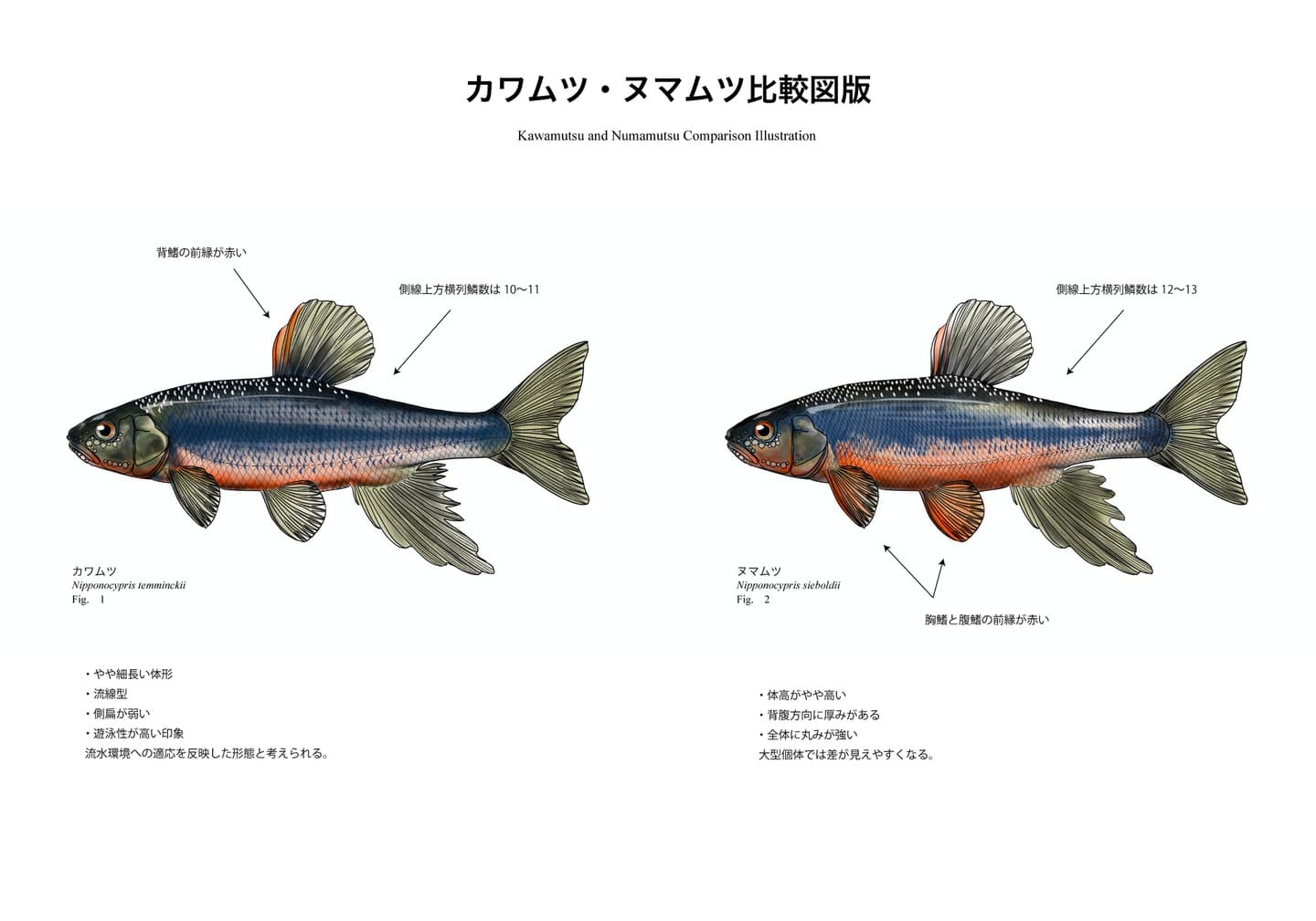 カワムツとヌマムツの側面図を同じ向きと縮尺で並べ、体形、体色、体側の模様、鰭の色彩を比較した魚類図版。