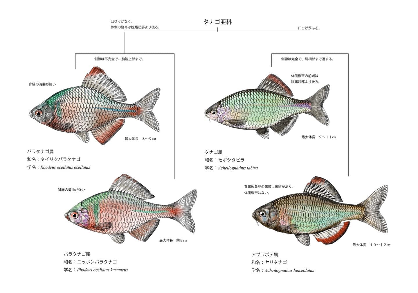 タナゴ類4種の側面図を同じ向きと縮尺で配置し、体形、体高、体色、斑紋、鰭の特徴を比較した魚類図版。
