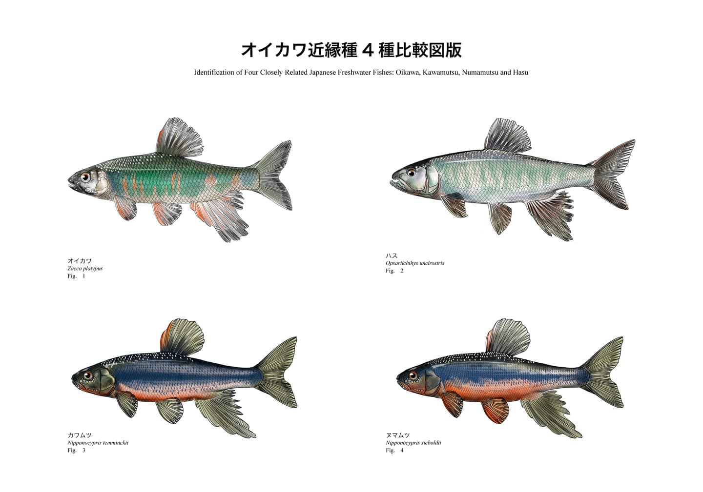 オイカワ、ハス、カワムツ、ヌマムツの側面図を同じ向きと縮尺で配置し、体形、体色、斑紋、鰭の違いを比較した魚類図版。