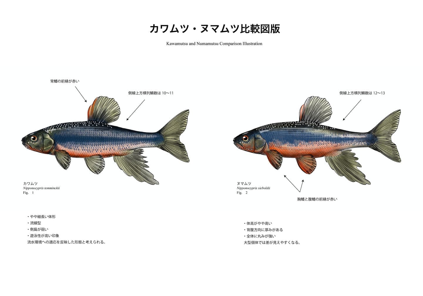 カワムツとヌマムツの側面図を同じ向きと縮尺で並べ、体形、体色、体側の模様、鰭の色彩を比較した魚類図版。