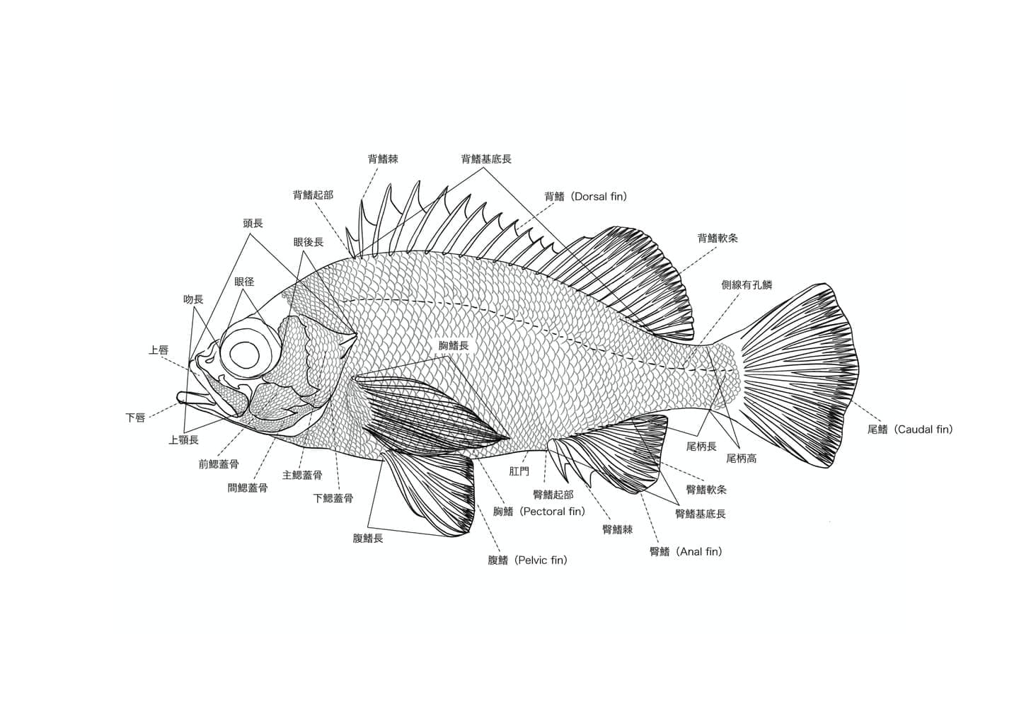 アカメバルの側面図に、頭部、体幹、尾部、各鰭などの名称を付し、魚体各部の構造と位置関係を示した外部形態図版。