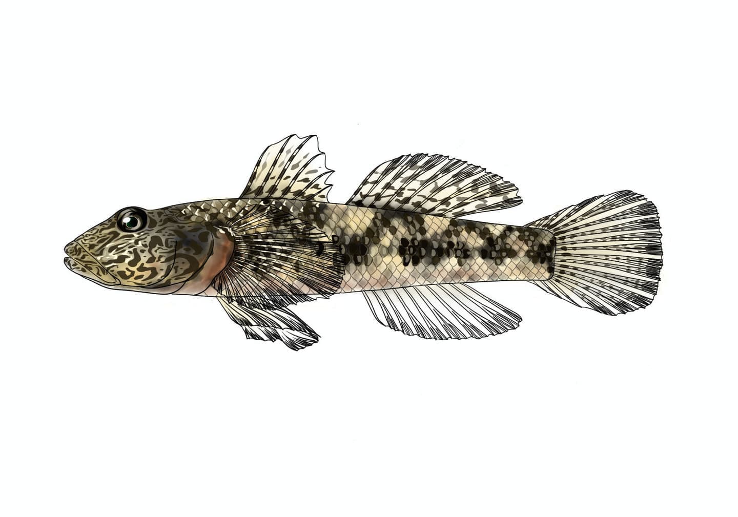 ゴクラクハゼ雌の側面形態と、頭部の褐色斑紋、体側の暗色斑、背鰭と尾鰭の形状・色彩を表現した単体魚類図版。