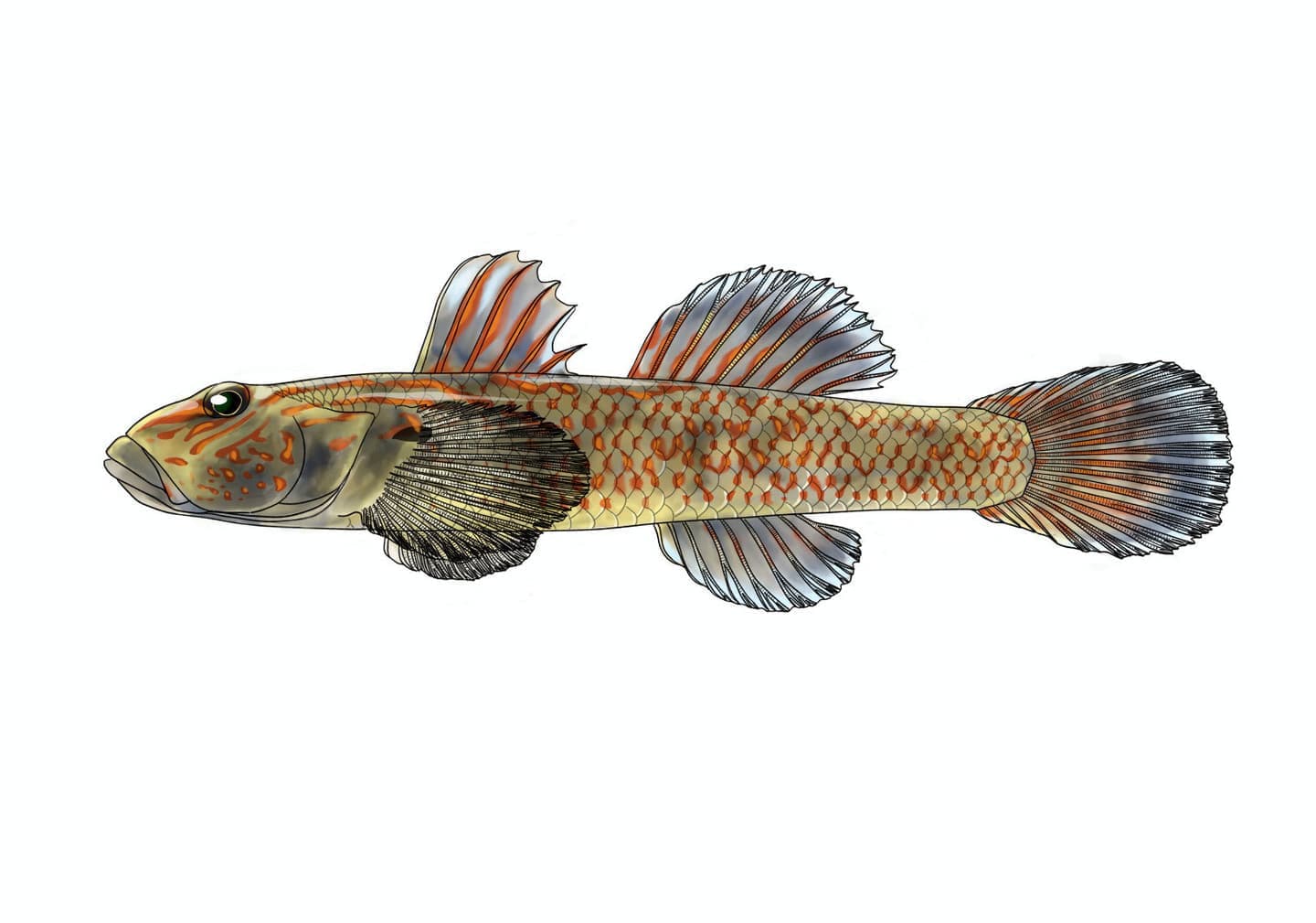 ケンムンヒラヨシノボリ雌の側面形態と、頭部および体側の斑紋、背鰭、腹鰭、尾鰭の形状・色彩を表現した単体魚類図版。
